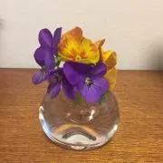 どんぐりコの画像