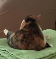 sの画像