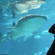 ほいくさん