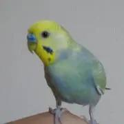 桃缶