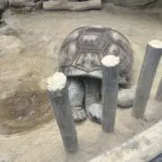 モッツの画像