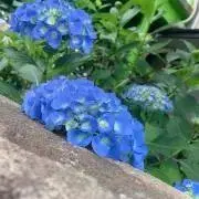 暁
