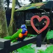 ブーゲンビリア