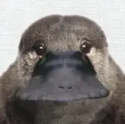 カモノハシの画像