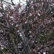 あゆmama