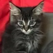 猫様