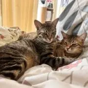 ガッペの画像