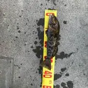 fishing s