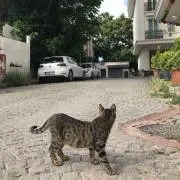 MDの画像