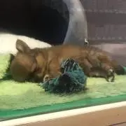ぱんちゃん