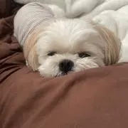 はるの画像