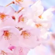 さくらこの画像