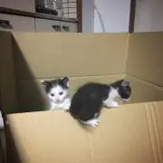 はちまきの画像