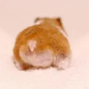 TT