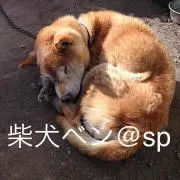 柴犬ベン@sp