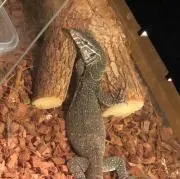 ニロ君の家の画像
