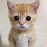 ちひろの画像