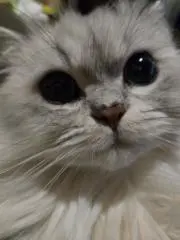 まるる[24時間以内発送☆]の画像