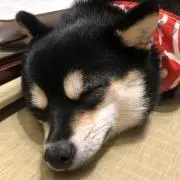 ちゅんちゅん