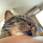 aoの画像