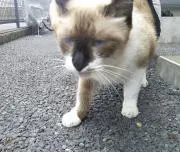 ねこひつじの画像