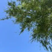 omochiの画像
