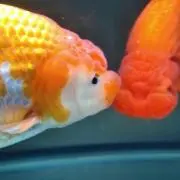 ボンバー
