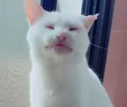 こゆき