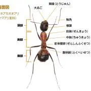 ありちゃんの画像