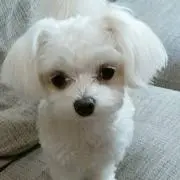 ゆすらんの画像