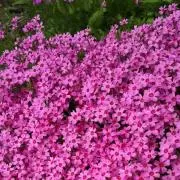 芝桜