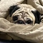 ブンの画像