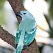 甘納豆