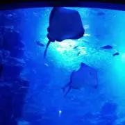 まる
