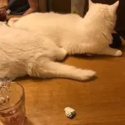 ねこかん