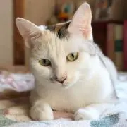 ゆーたんパパ