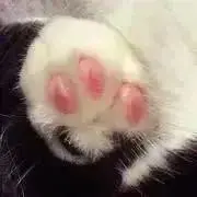 猫野の画像
