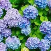 紫陽花/断捨離中@プロフ必須の画像