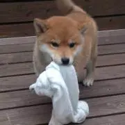yaaasの画像