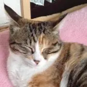 ゆんゆん
