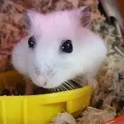 ゆいけい