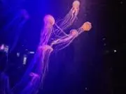 もか