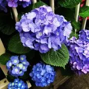 amの画像