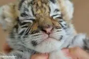 トラさんの画像