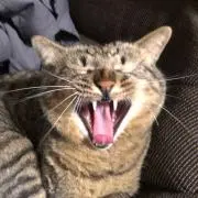 ヴァネッサの画像