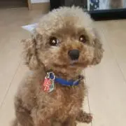 もも