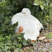 Bebeの画像