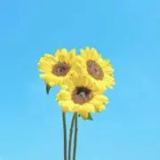 プロフ確認お願い致します☺︎の画像