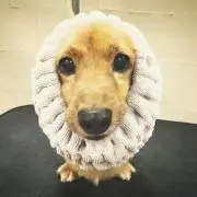 Ｋの画像