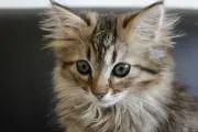 ☆銀猫☆